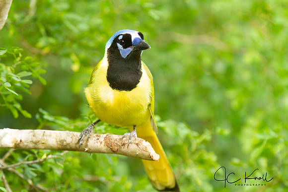 Green Jay