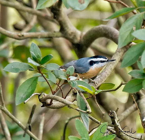 Red-breasted Nuthatch