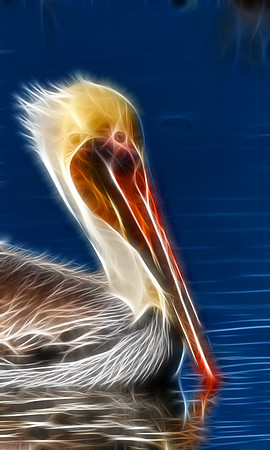 Brown Pelican
