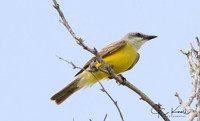 Couch's Kingbird