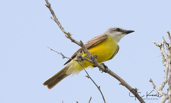 Couch's Kingbird
