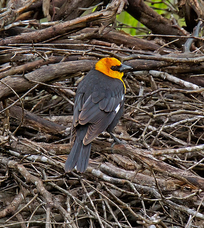 Yellow-headed Blackbird (M)