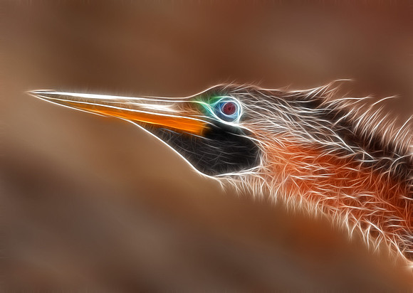 Anhinga