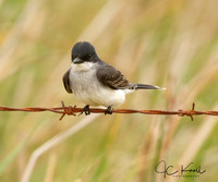Eastern Kingbird