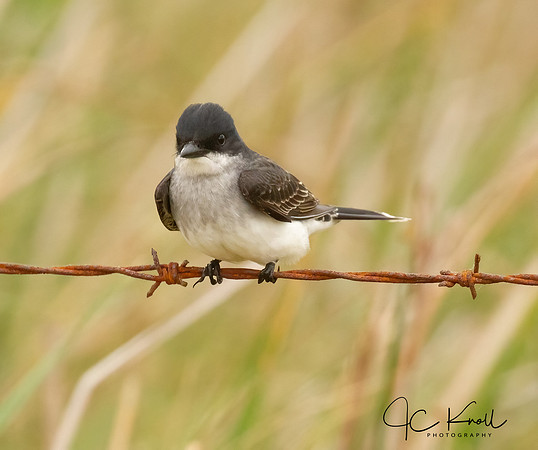 Eastern Kingbird