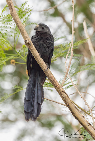 Groove-billed Ani