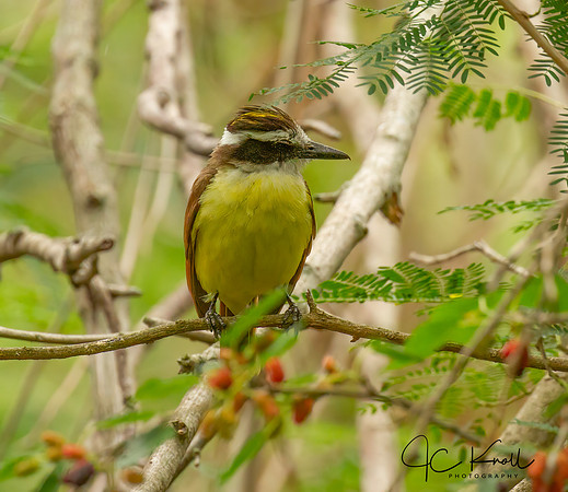 Great Kiskadee