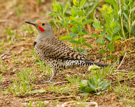 Northern Flicker (Red-shafted)