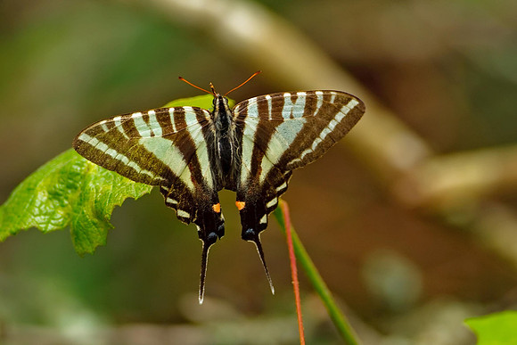Zebra Swallowtail