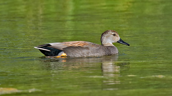 Gadwall