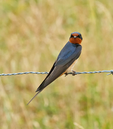 Barn Swallow