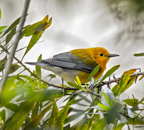 Prothonotory Warbler