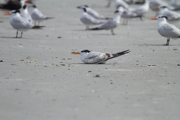 Mixed Terns & Gulls