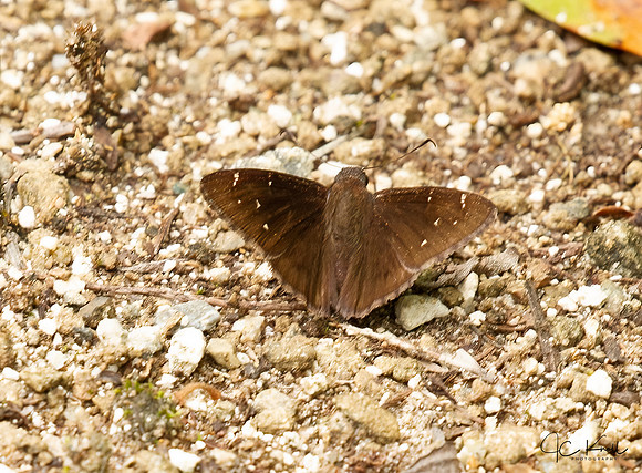 Northern Cloudwing