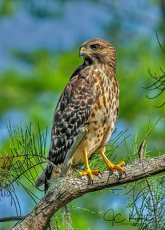 Red-shouldered Hawk (Imm)
