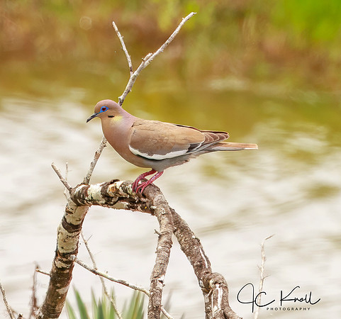 White-winged Dove