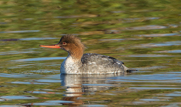 Red-breasted Merganser (F)