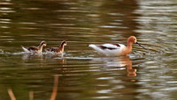 American Avocet