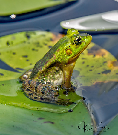 Southern Leopard Frog & Water Lily