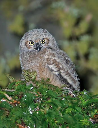 Great Horned Owlet