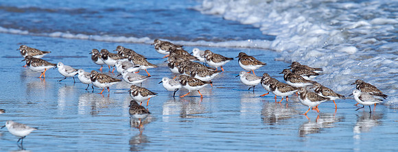 Ruddy Turnstones & Sanderlings