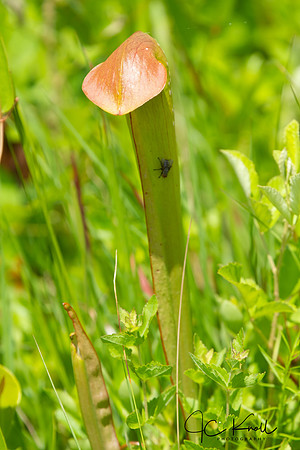 Pitcher plant