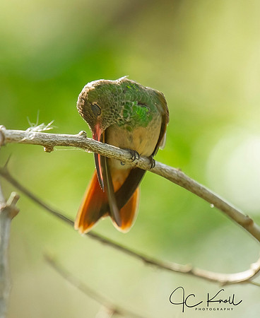 Buff-bellied Hummingbird