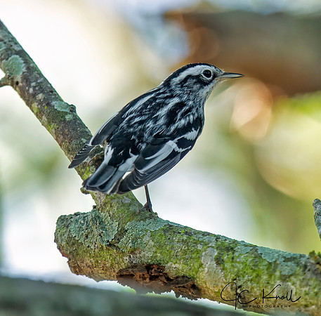 Black-and-white Warbler