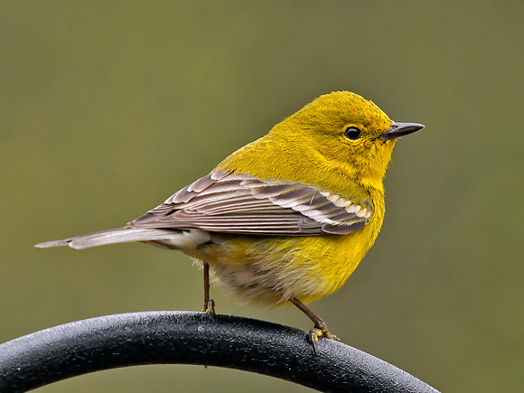 Pine Warbler