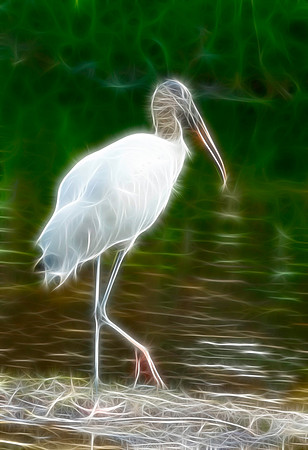 Wood Stork