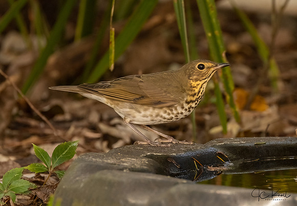 Swainson's Thrush