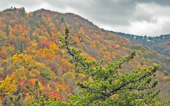 Colored leaves & evergreens