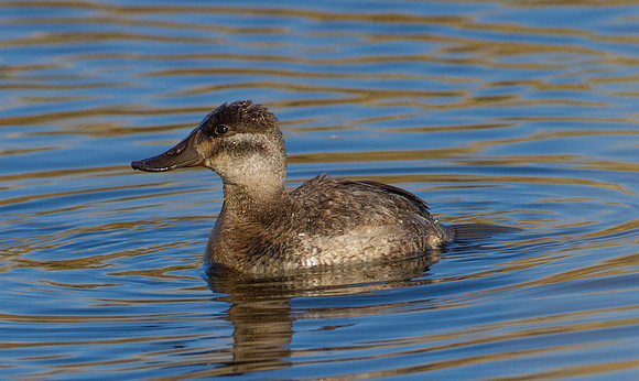 Ruddy Duck (F)