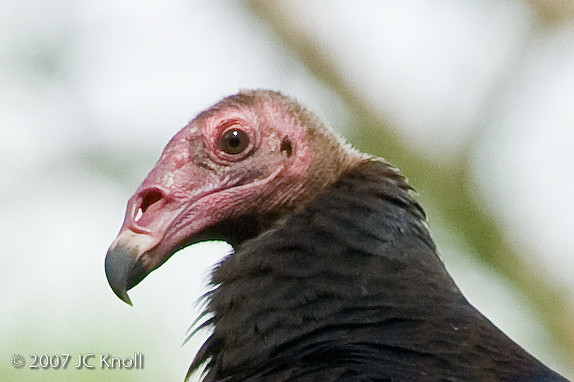 Turkey Vulture