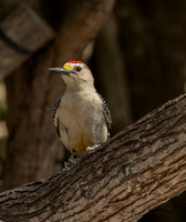 Golden-fronted Woodpecker