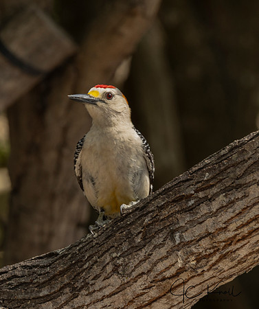 Golden-fronted Woodpecker