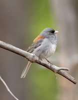 Dark-eyed Junco (Oregon)