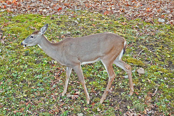 White-tailed Deer