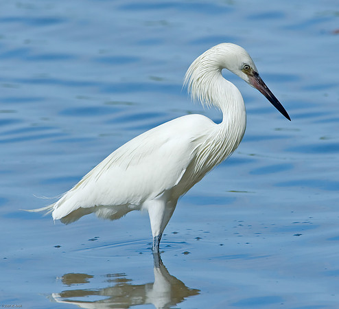Reddish Egret (White phase)