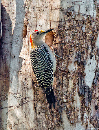 Golden-fronted Woodpecker (M)