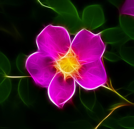 Prickly Rose