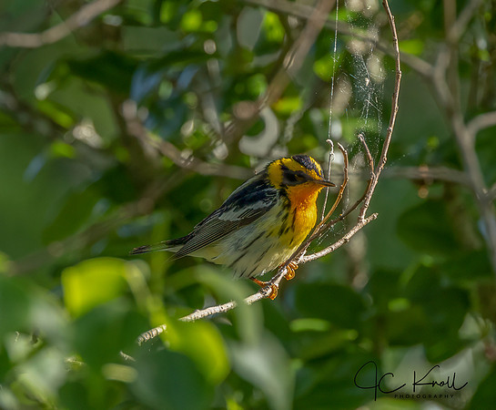 Blackburnian Warbler