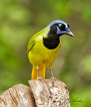 Green Jay