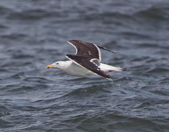 Great Black-backed Gull