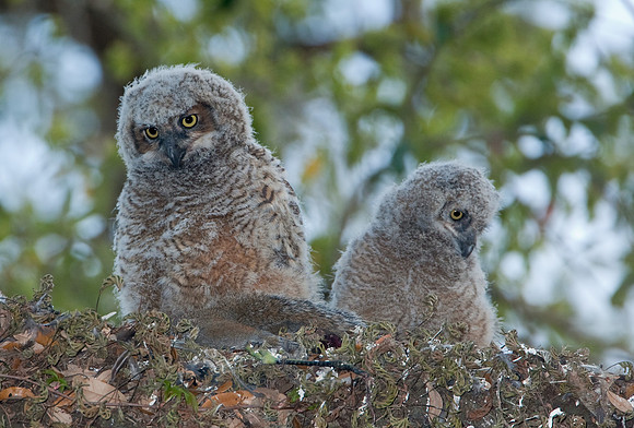 Great Horned Owlets with a Gray Squrriel