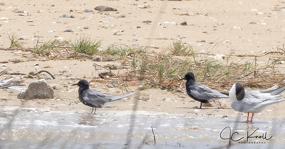 Black Tern, Sandwich Tern, Royal Tern, Forster's Tern