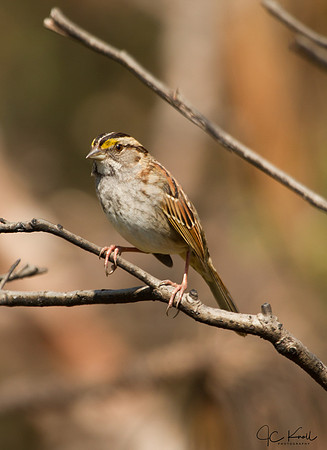 White-throated Sparrow