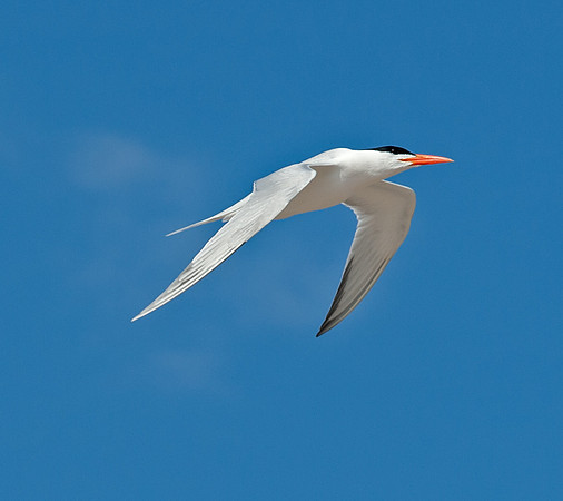 Royal Tern