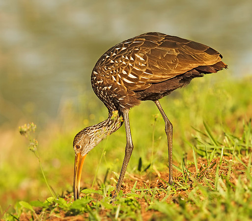 Limpkin