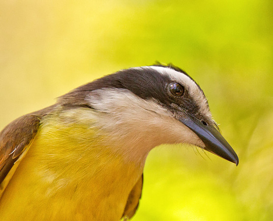 Great Kiskadee